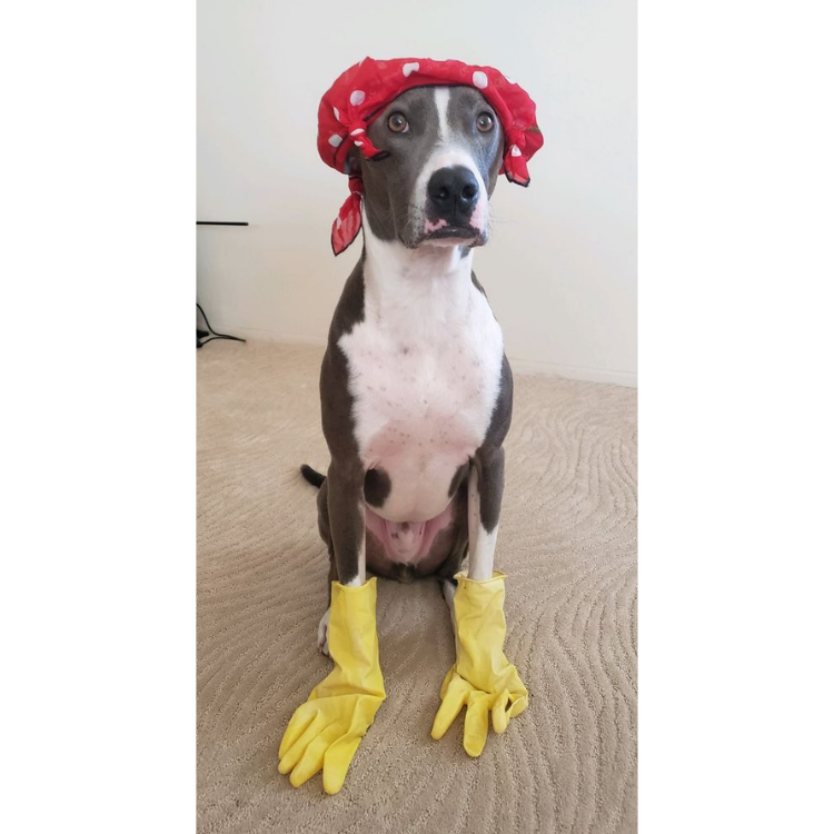 Dog Dressed up with red polka-dot bandana and yellow dishwashing gloves